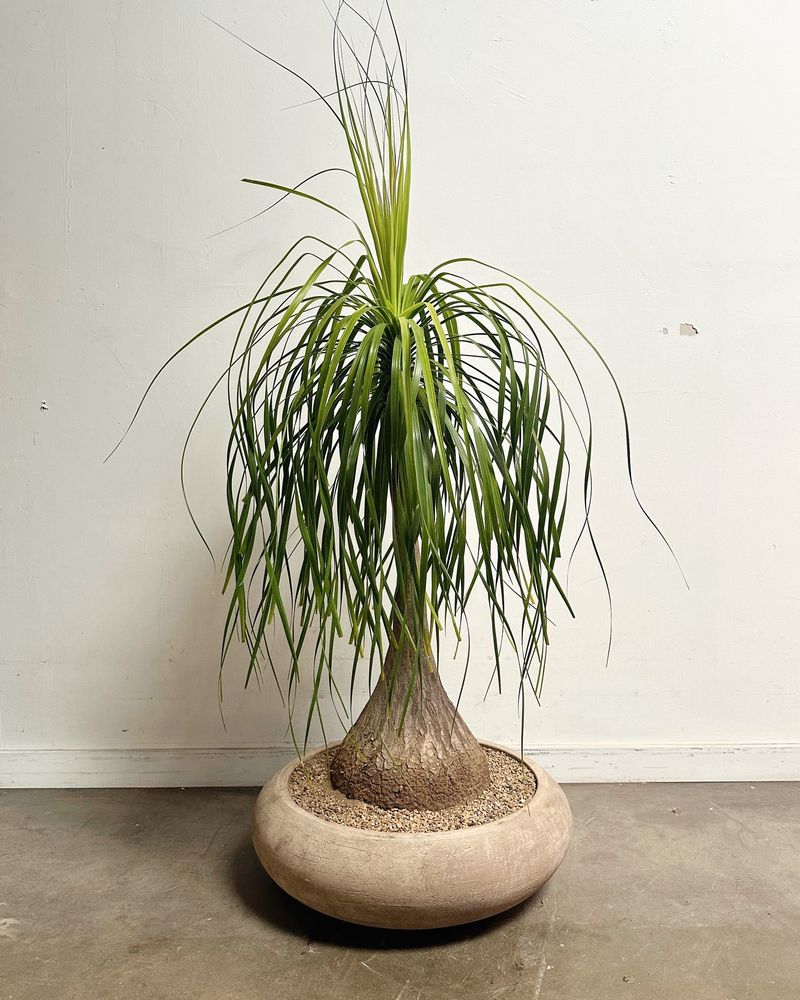 Ponytail Palm