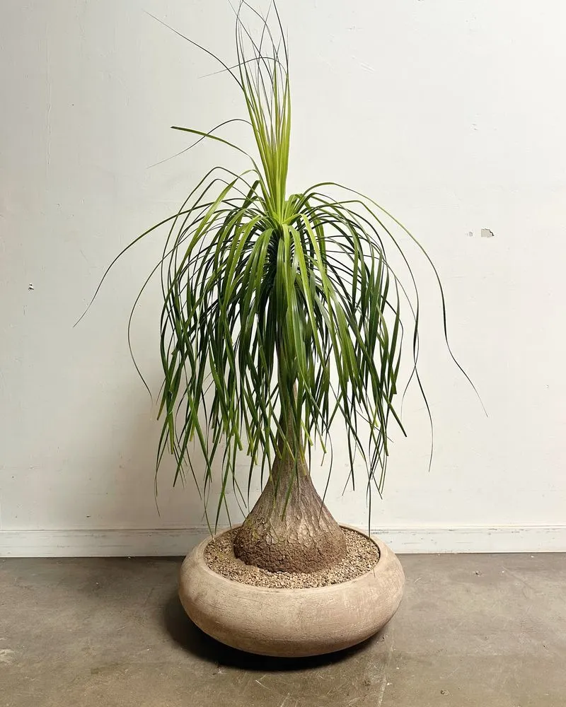 Ponytail Palm