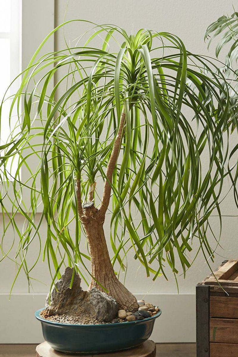 Ponytail Palm