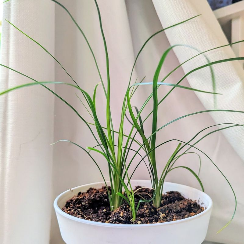 Ponytail Palm