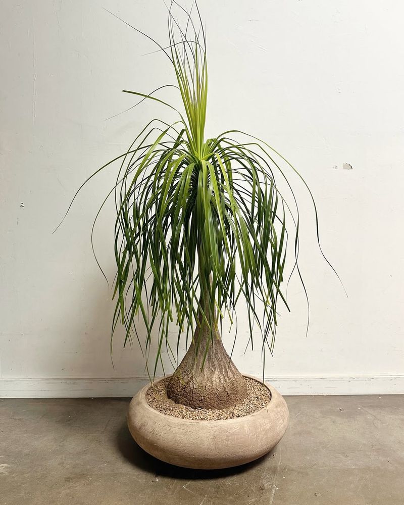 Ponytail Palm
