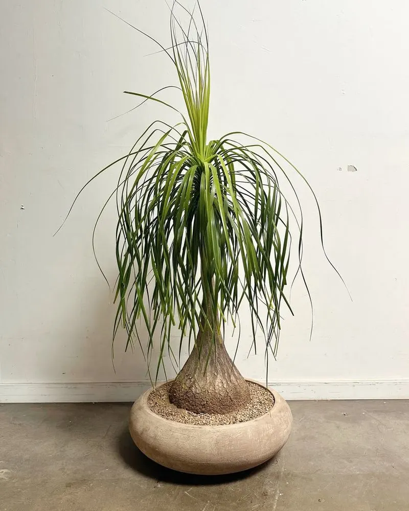 Ponytail Palm