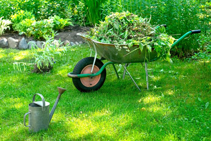 Lack of Garden Hygiene