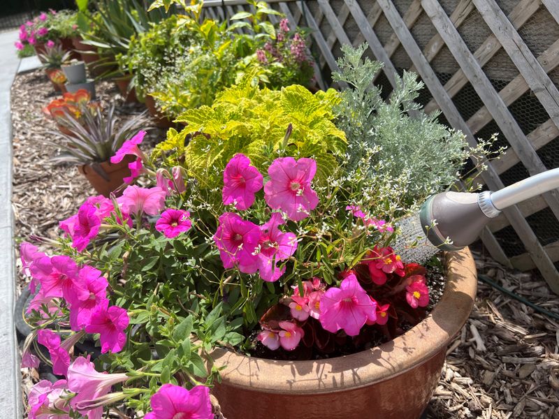 Poor Watering Techniques