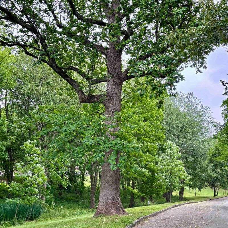 Poplar Trees