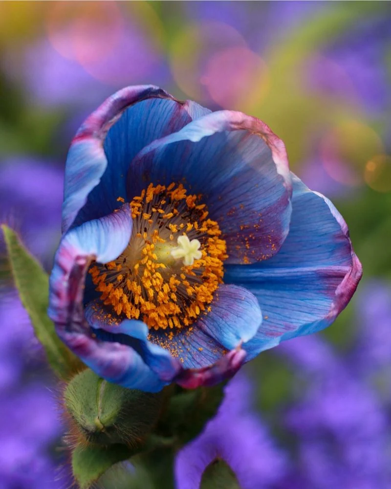 Poppies
