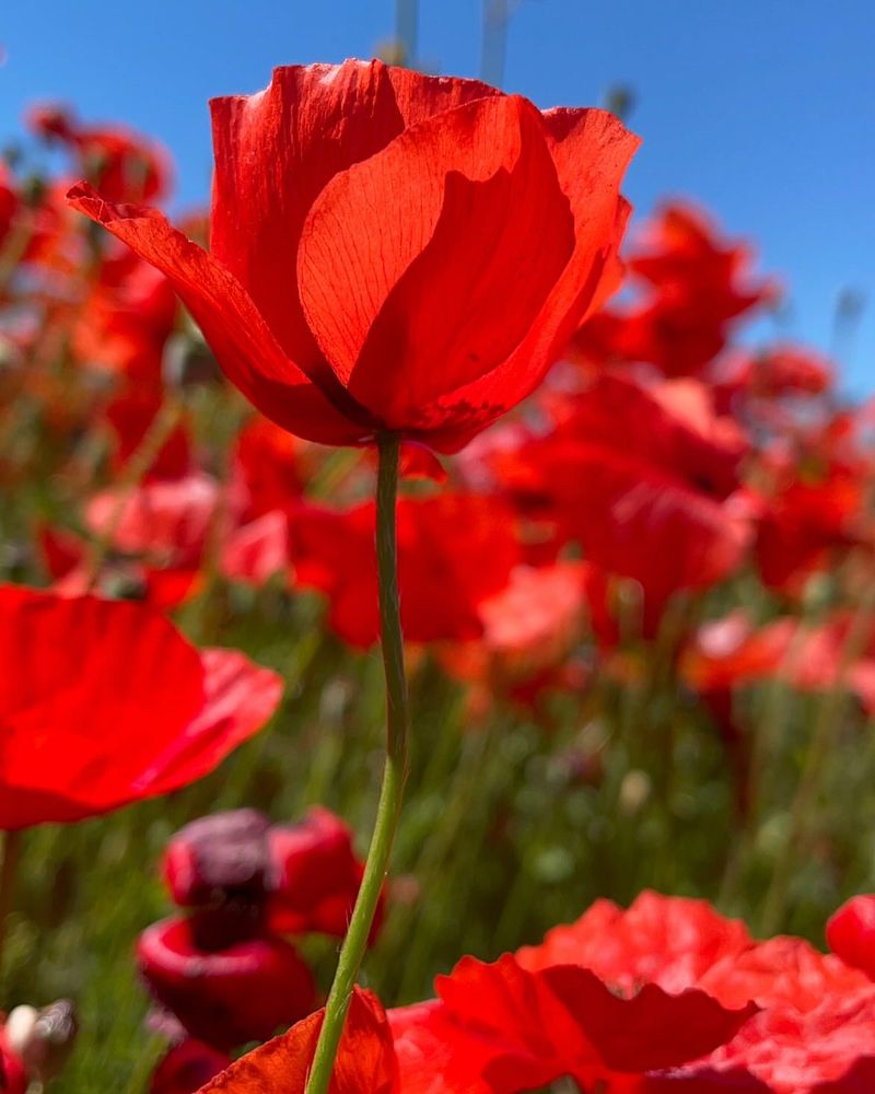 Poppies