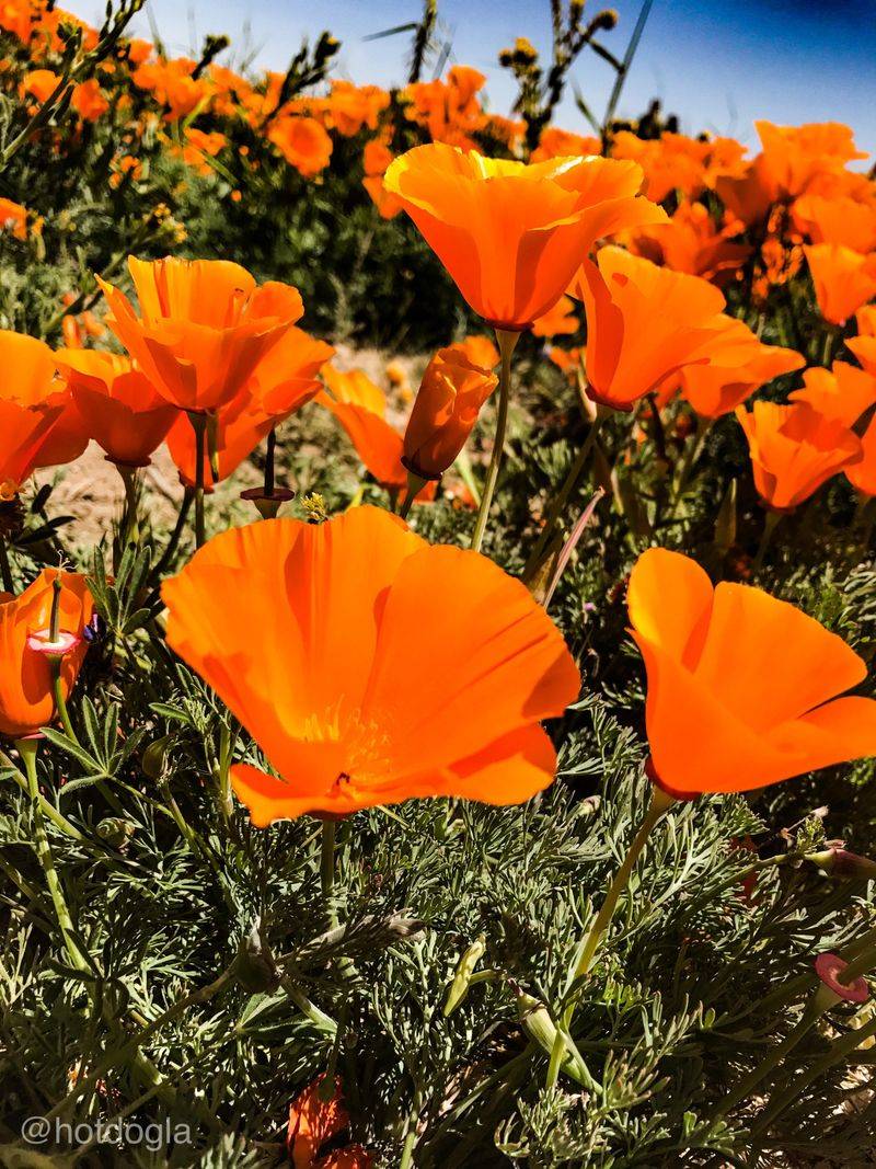 Poppies