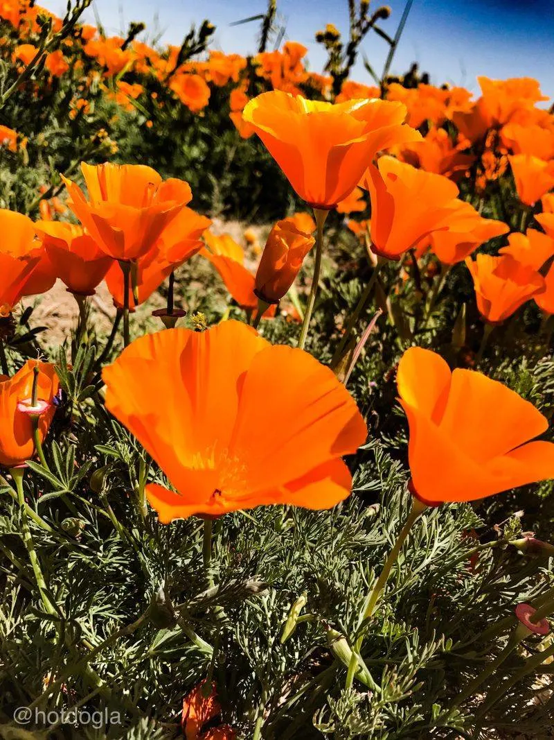 Poppies