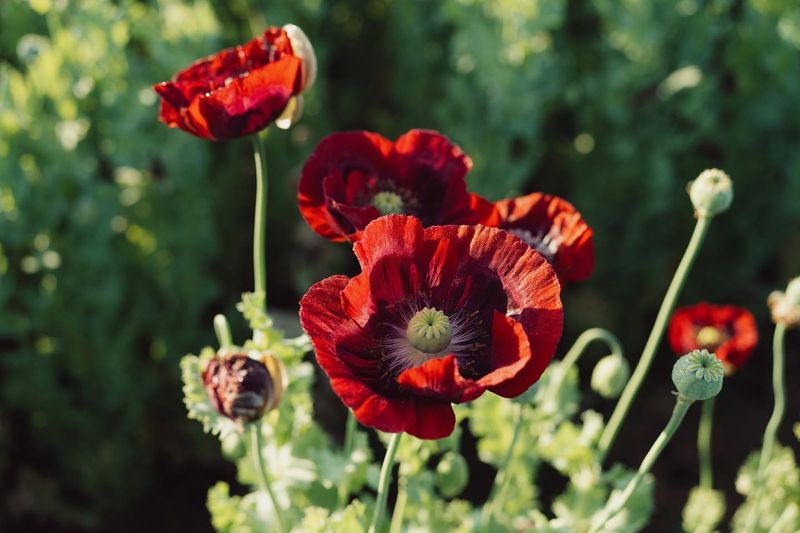 Poppies