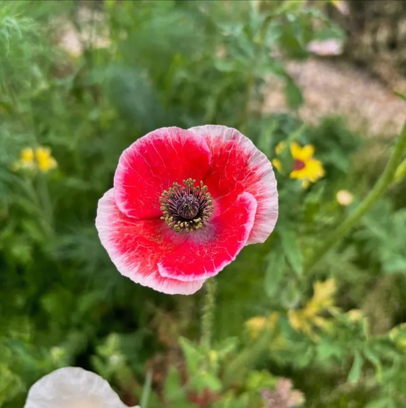 Poppy