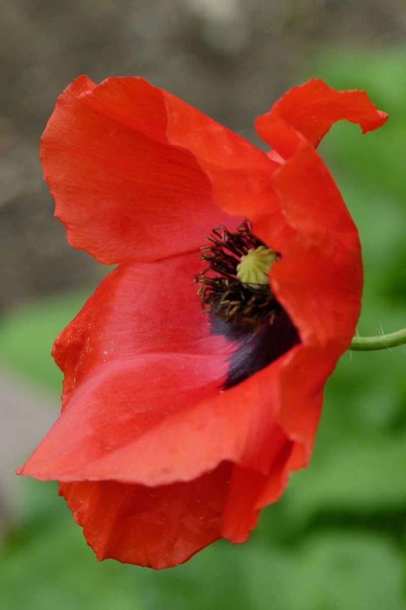 Poppy