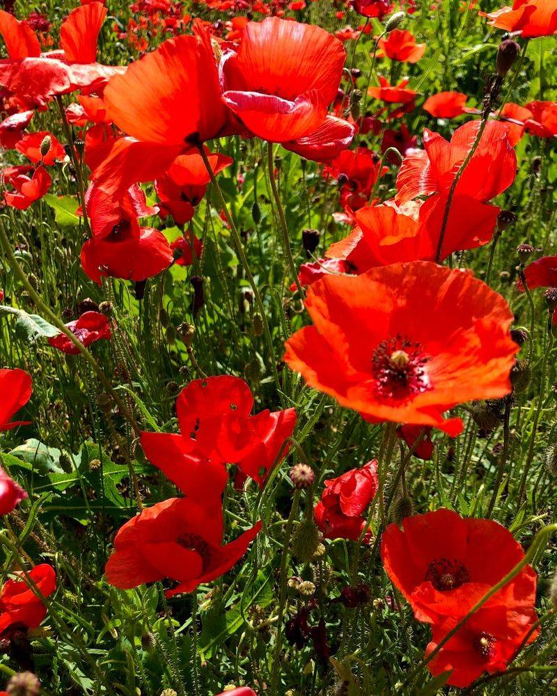 Poppy