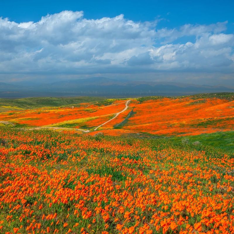 Poppy Fields, California, USA