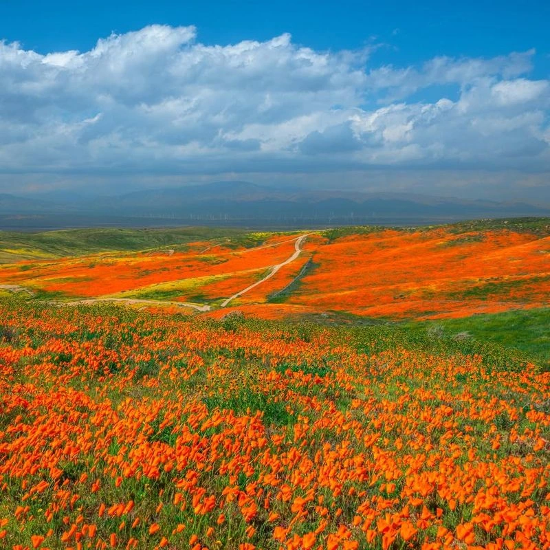 Poppy Fields, California, USA