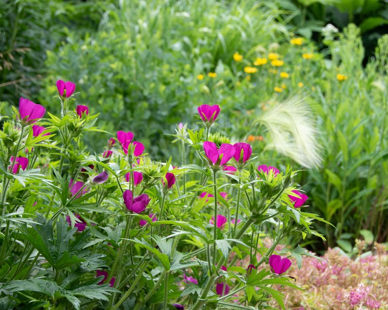 Poppy Mallow