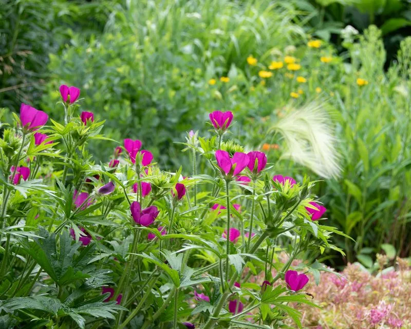 Poppy Mallow