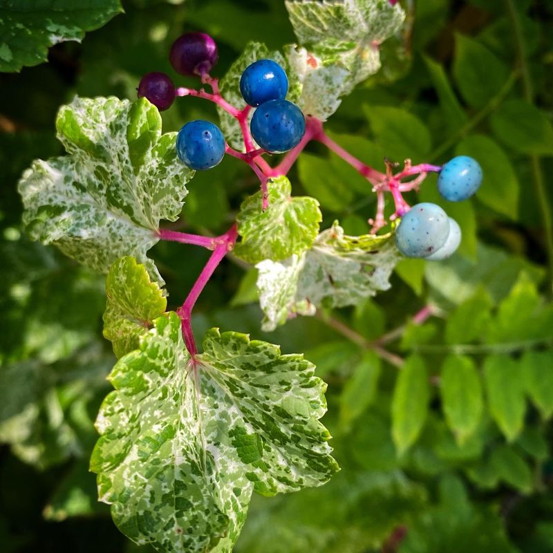 Porcelain Berry