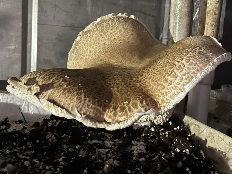 Portobello Mushroom