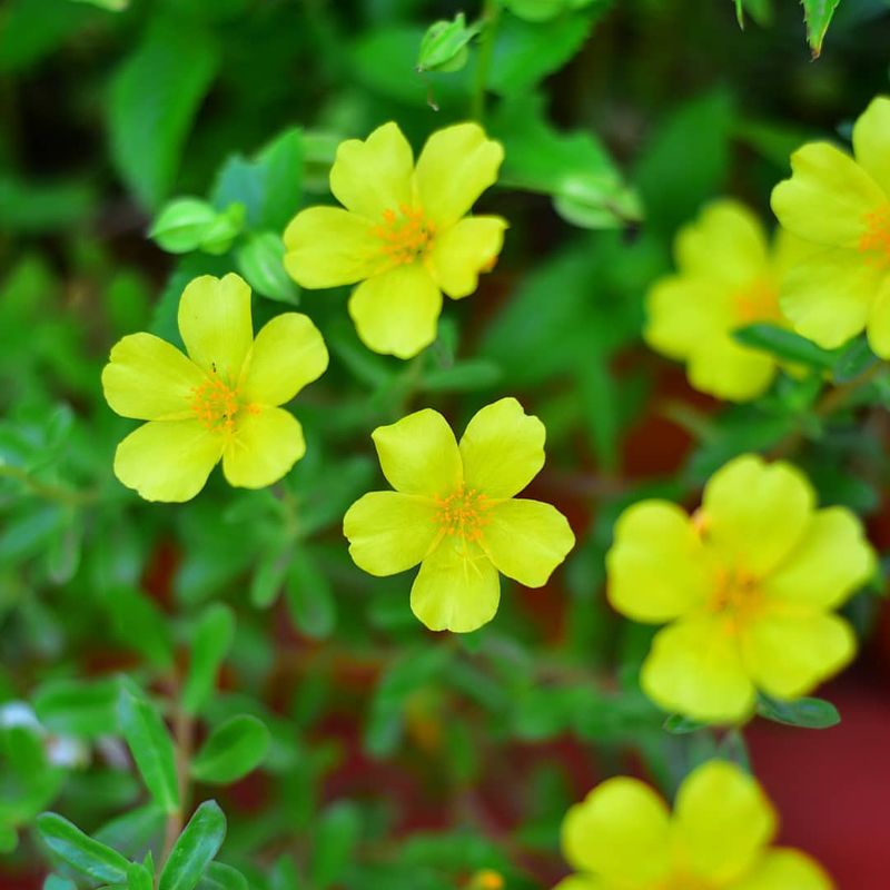 Portulaca