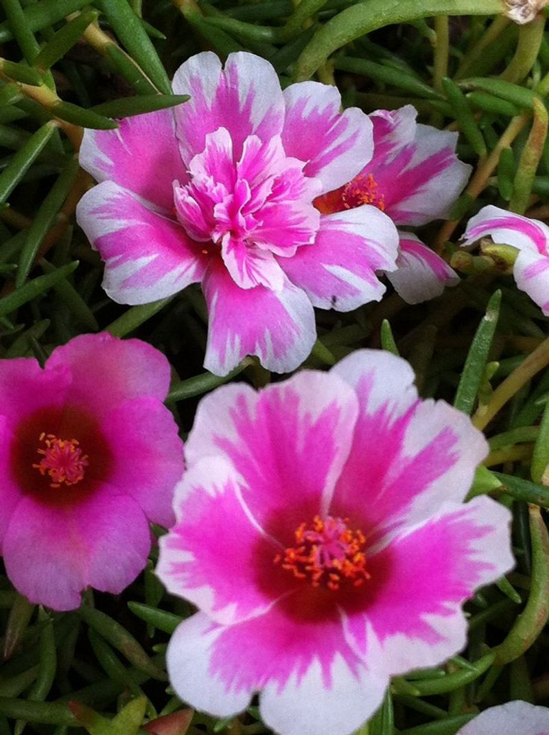 Portulaca