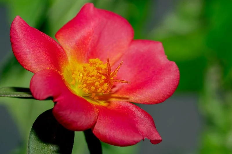 Portulaca