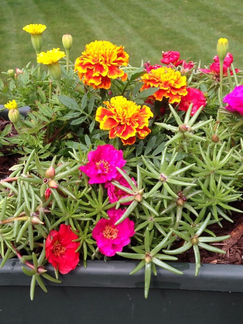 Portulaca
