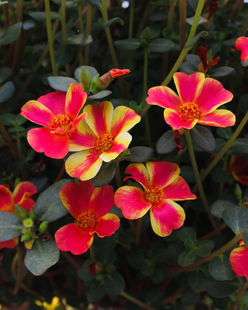 Portulaca