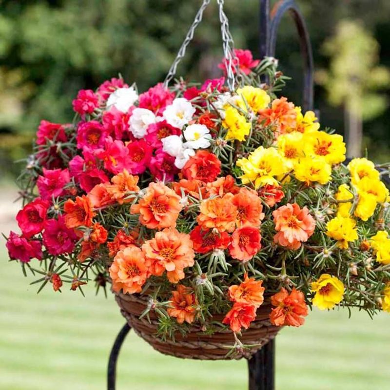 Portulaca