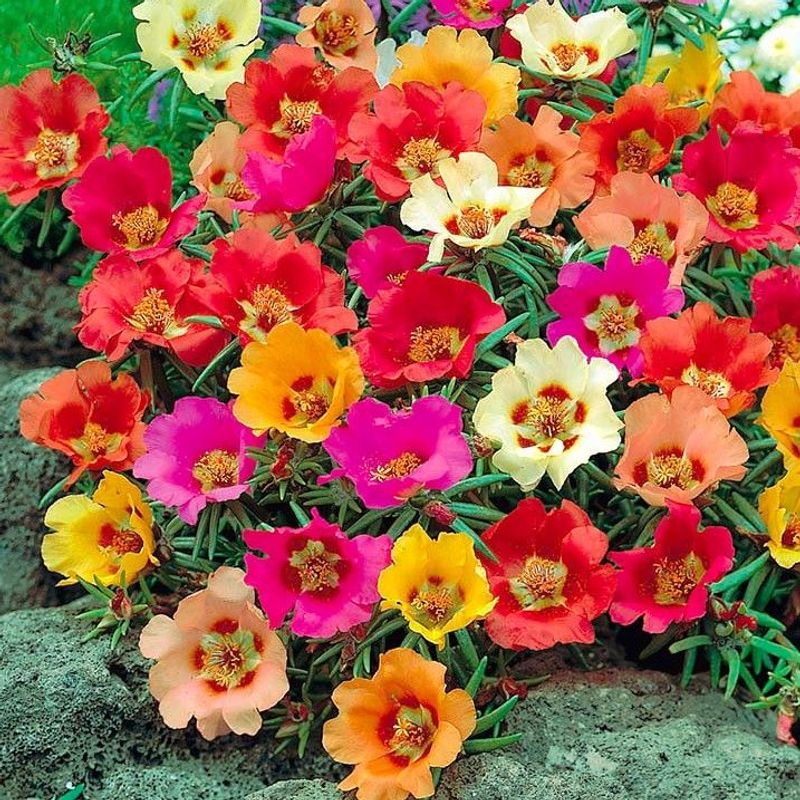 Portulaca