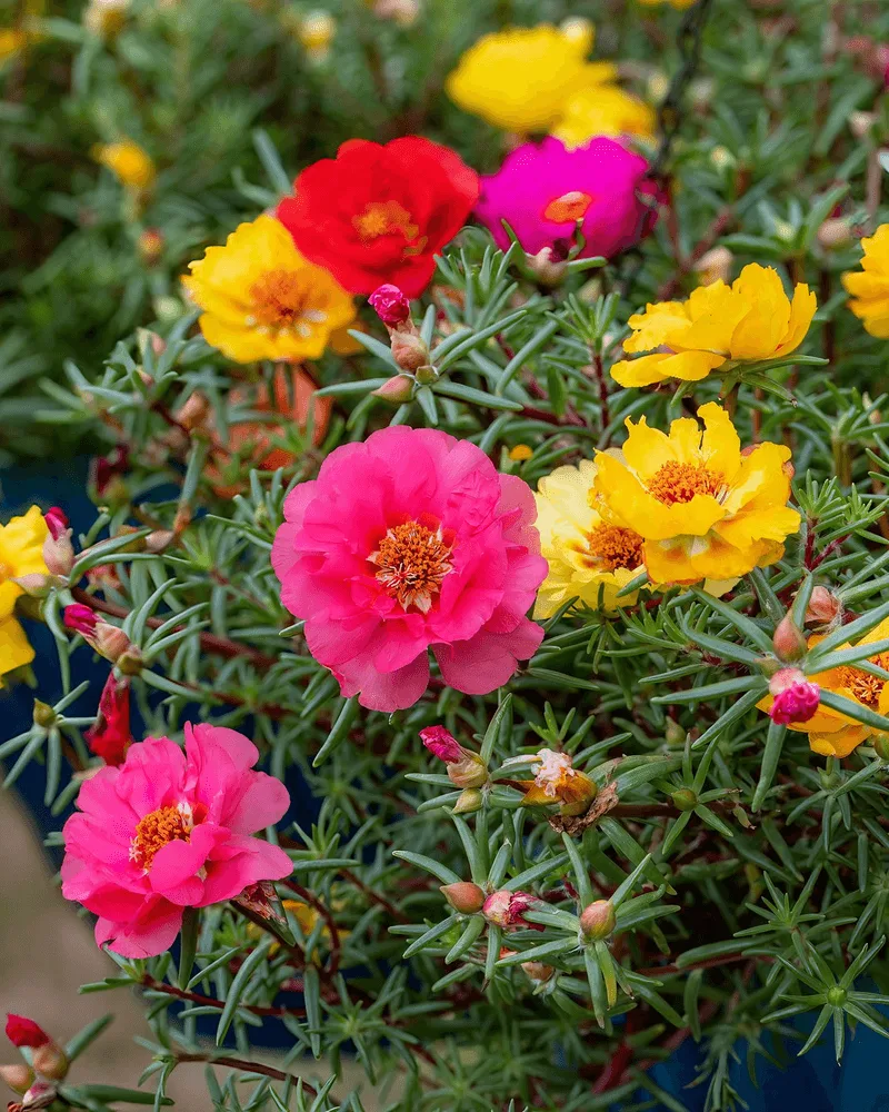 Portulaca