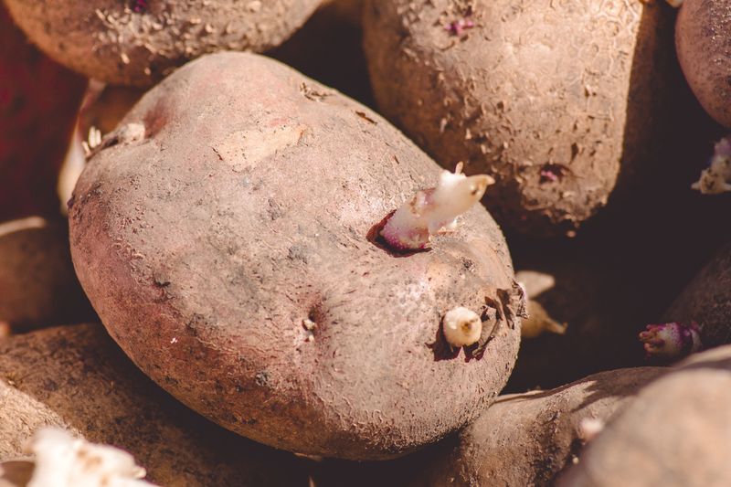 Potato Eye Propagation