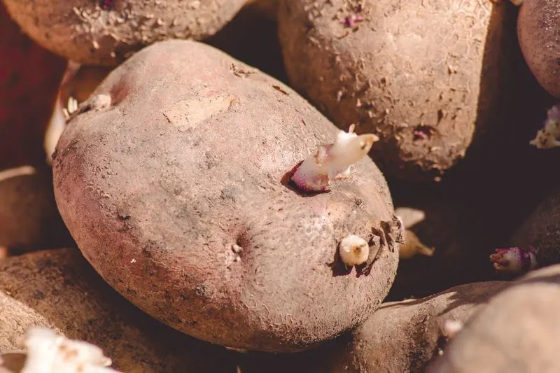 Potato Eye Propagation