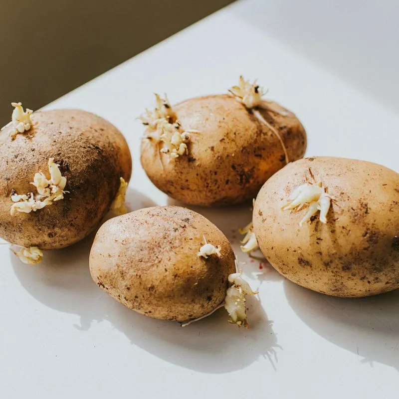 Potato Eyes