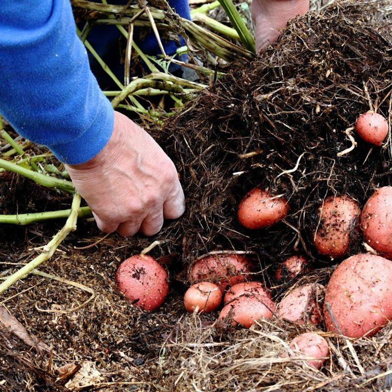 Potato Peel Planting
