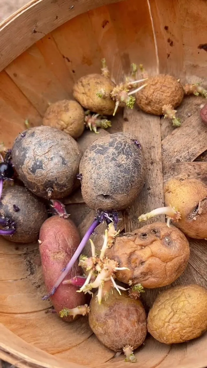 Potato Sprouts