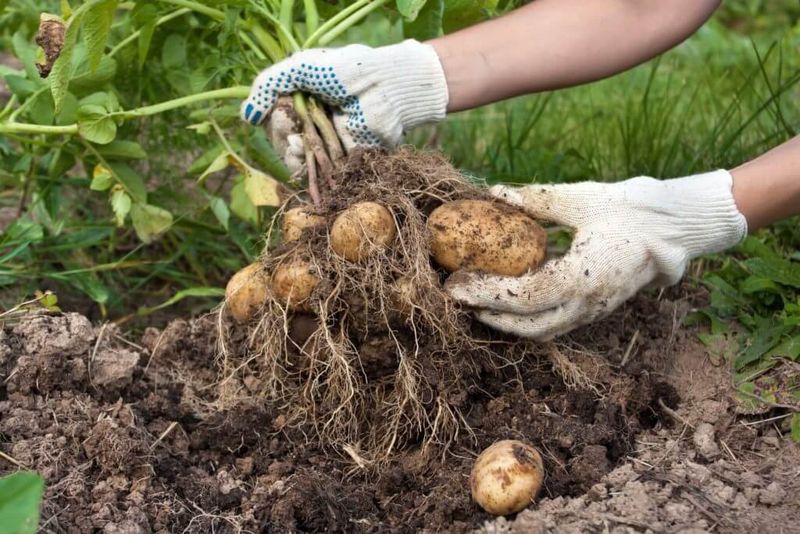 Potato