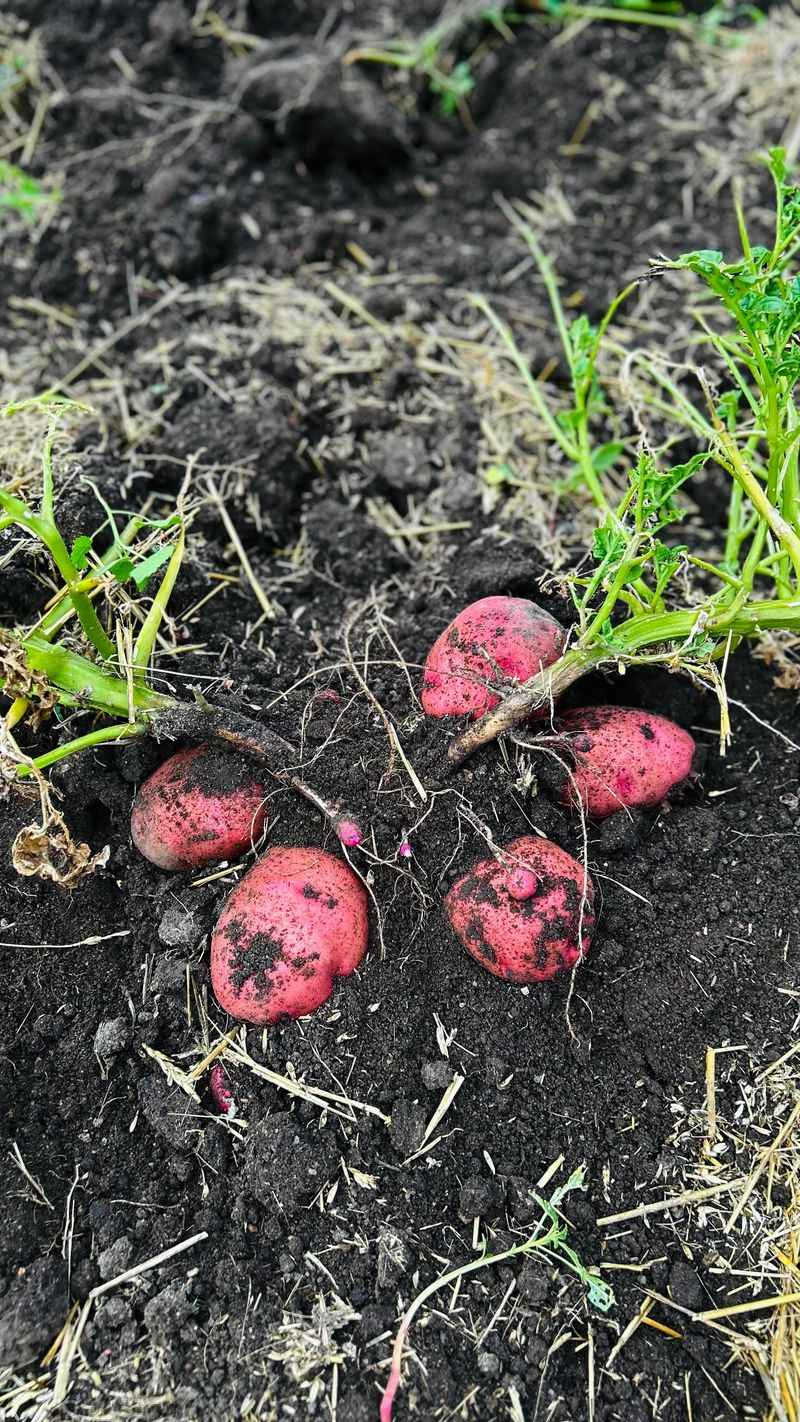 Potatoes