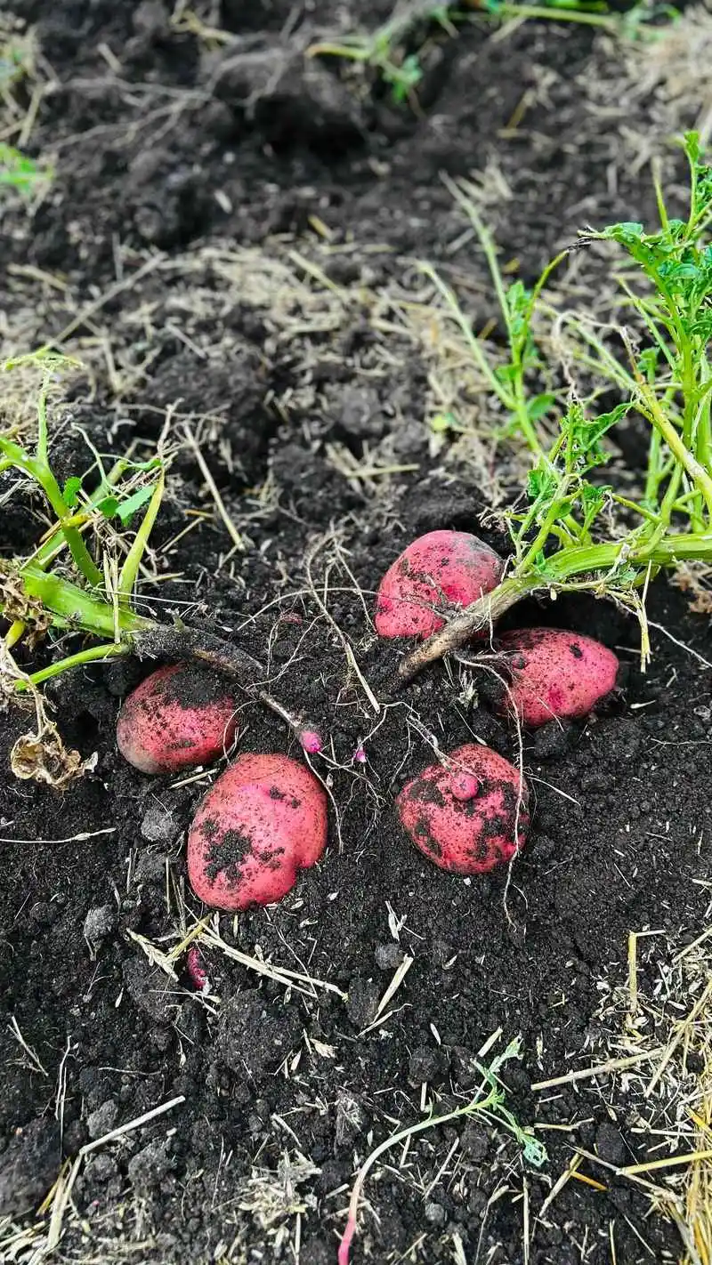 Potatoes