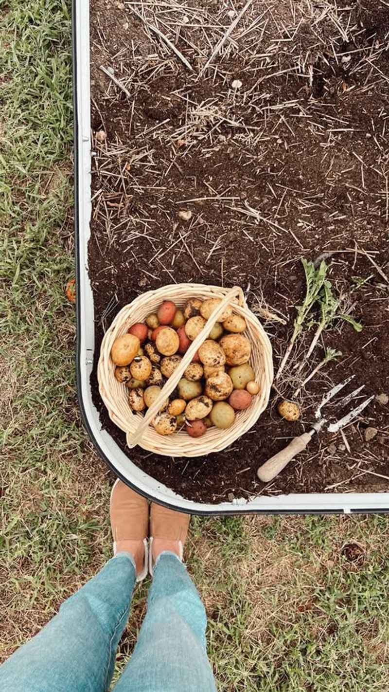 Potatoes