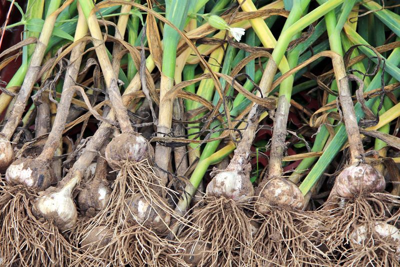 Garlic