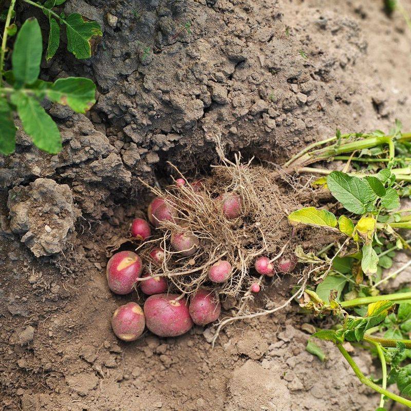 Potatoes