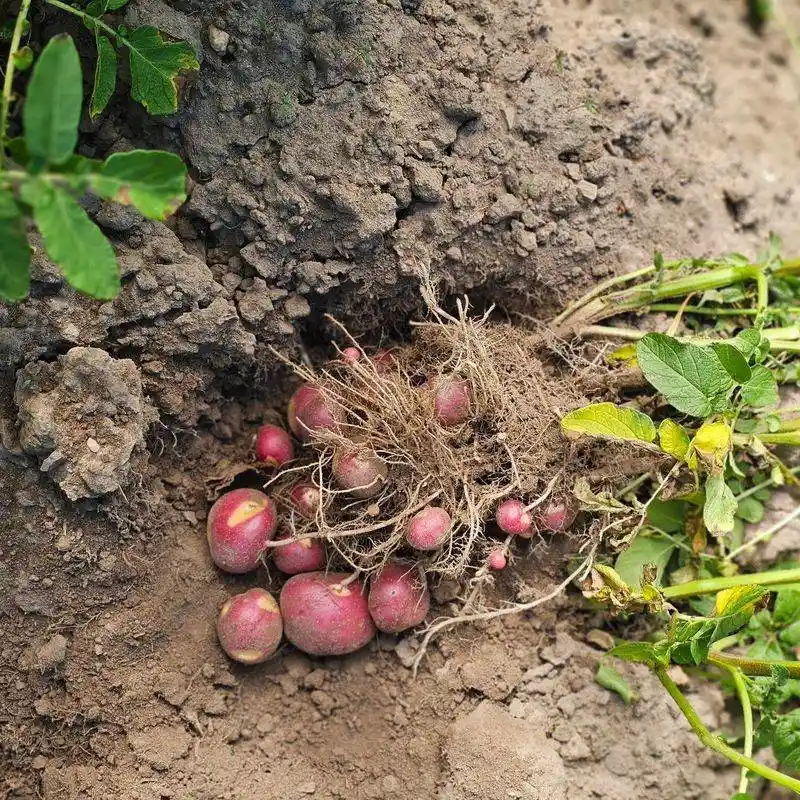 Potatoes