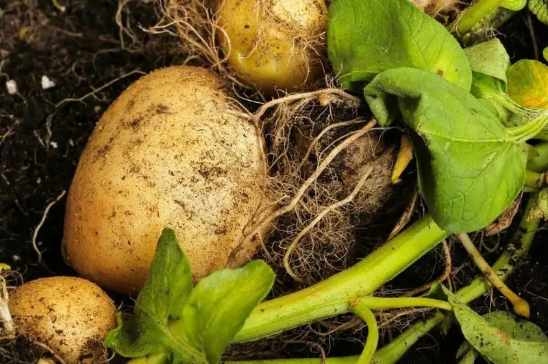 Potatoes