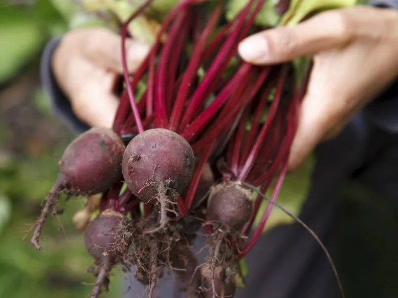Beets