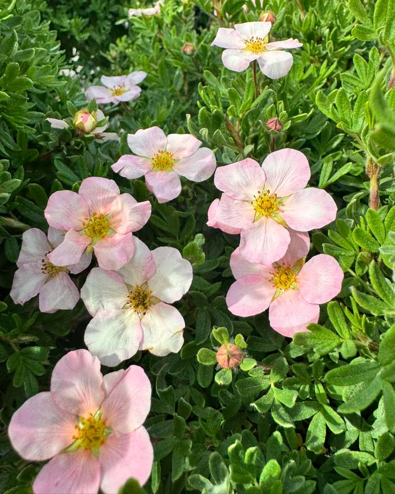 Potentilla