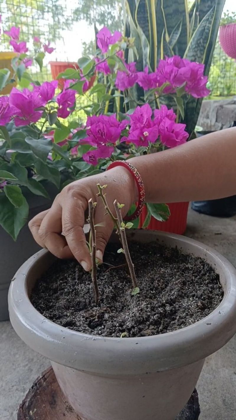 Bougainvillea
