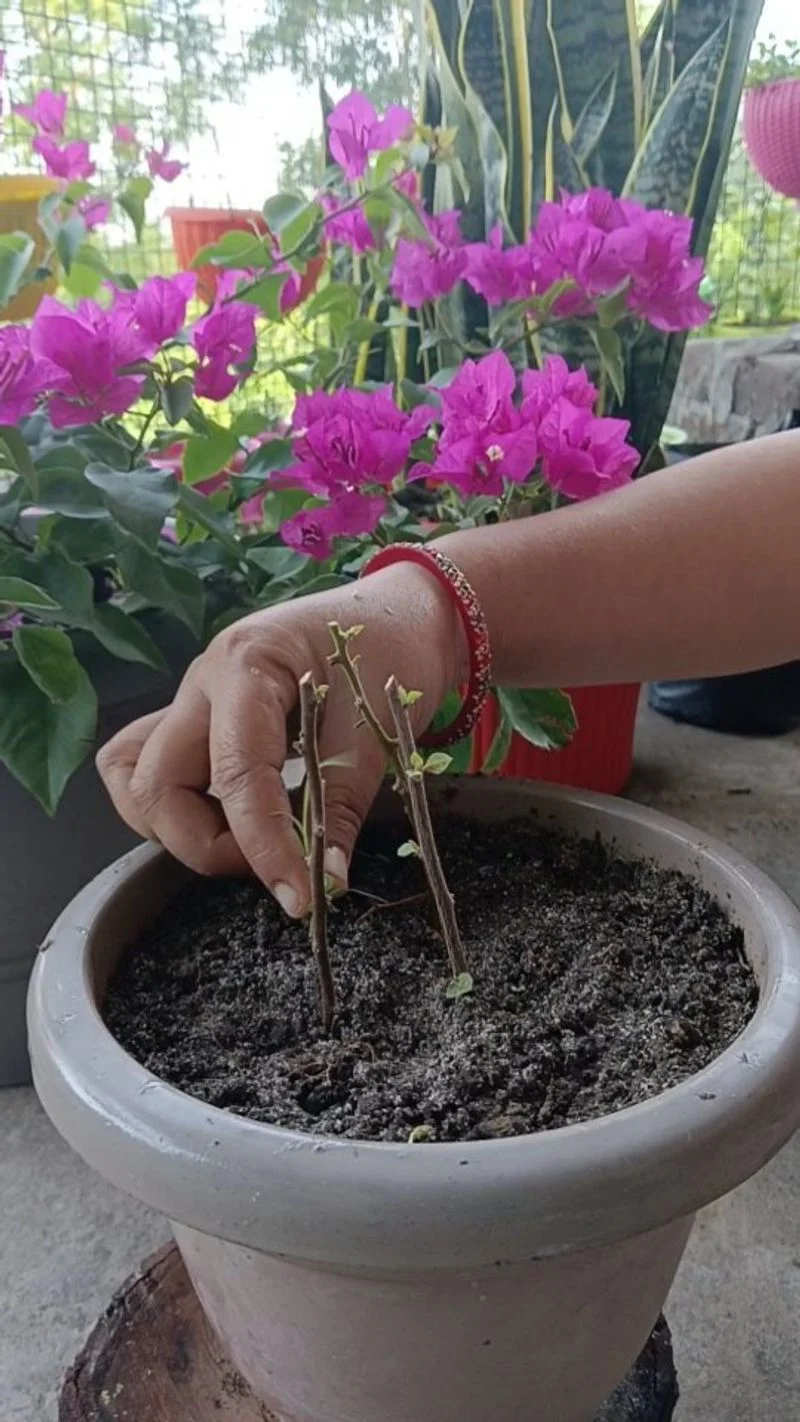 Bougainvillea