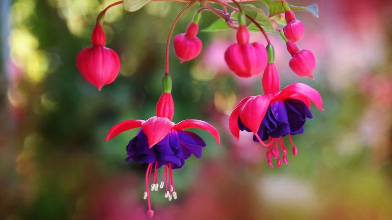 Fuchsia