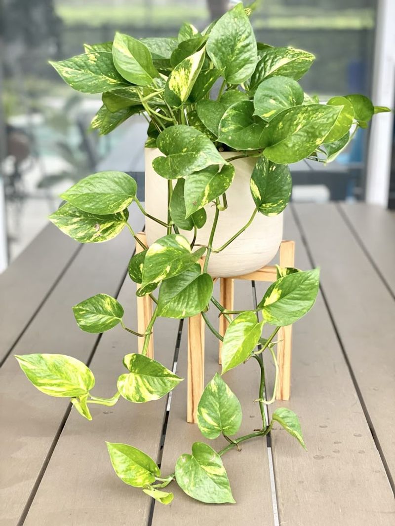 Pothos